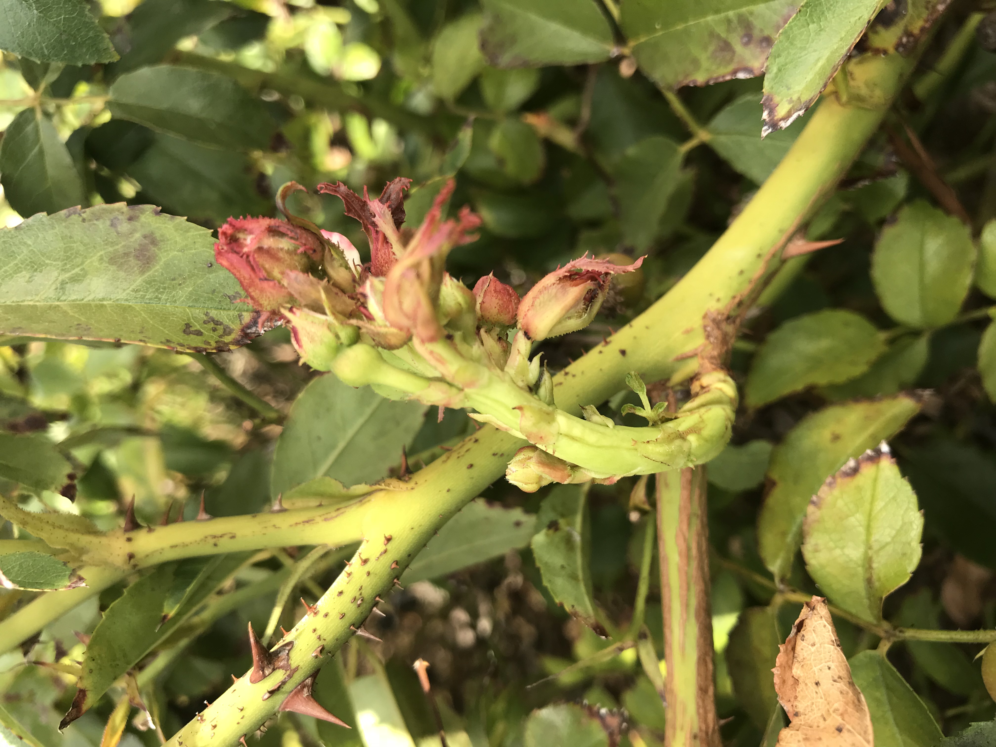Rose Rosette Disease -  Identification and Management